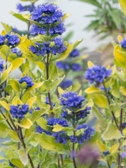 Barbula klandońska - Caryopteris clandonensis 'Gold Crest'