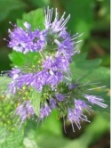 Barbula szara - Caryopteris incana