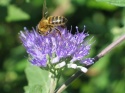 Barbula szara - Caryopteris incana