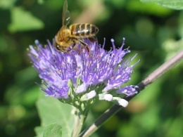 Barbula szara - Caryopteris incana