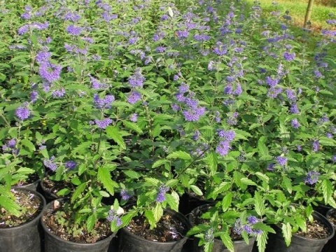 Barbula szara - Caryopteris incana