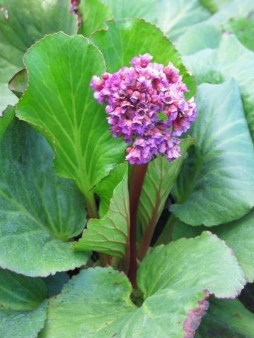 Bergenia sercolistna