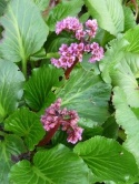 Bergenia sercolistna - Bergenia cordifolia