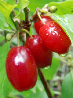 Dereń jadalny 'Aurea' Dereń jadalny 'Aurea'