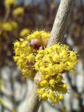 Dereń jadalny 'Aurea' Dereń jadalny 'Aurea'