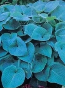 Funkia - Hosta 'Blue Angel'