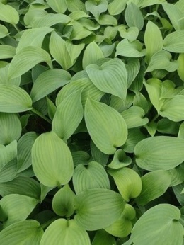Funkia - Hosta 'Blue Angel'