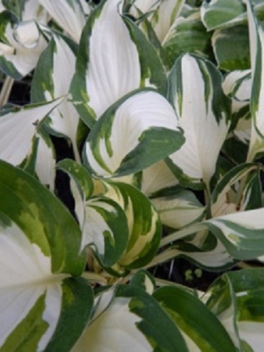 Funkia - Hosta 'Fire and Ice'