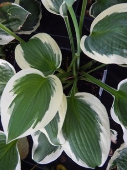 Funkia - Hosta 'Francee'