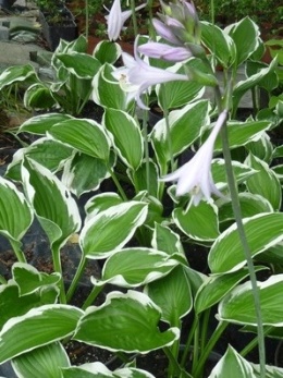 Funkia - Hosta 'Francee'
