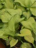 Funkia - Hosta 'Stained Glass'