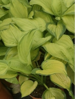 Funkia - Hosta 'Stained Glass'