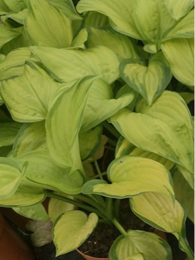 Funkia - Hosta 'Stained Glass'