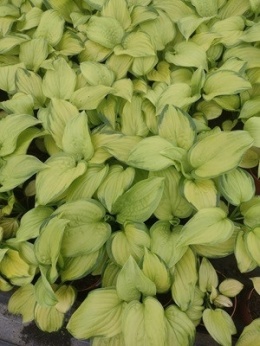 Funkia - Hosta 'Stained Glass'