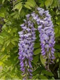 Glicynia wisteria chińska - wisteria sinensis