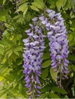 Glicynia wisteria chińska - wisteria sinensis