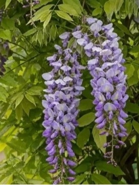Glicynia wisteria chińska - wisteria sinensis