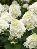 Hortensja bukietowa Hydrangea paniculata 'Silver Dollar' C3