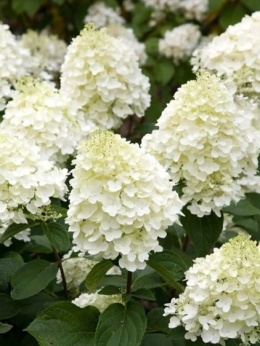 Hortensja bukietowa Hydrangea paniculata 'Silver Dollar' C3