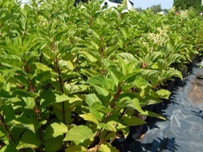 Hortensja bukietowa Hydrangea paniculata 'Silver Dollar' C3