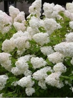 Hortensja bukietowa 'Phantom'