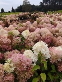 Hortensja bukietowa 'Phantom'