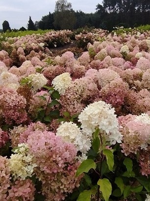 Hortensja bukietowa 'Phantom'