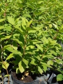 Hortensja bukietowa Hydrangea paniculata 'Phantom' C3