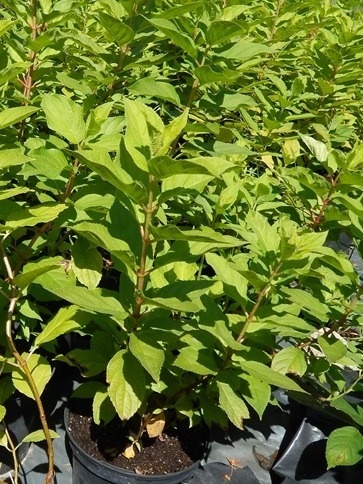 Hortensja bukietowa Hydrangea paniculata 'Phantom' C3