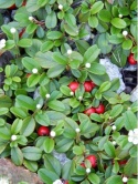 Irga dammera - Cotoneaster dammerii 'Major"