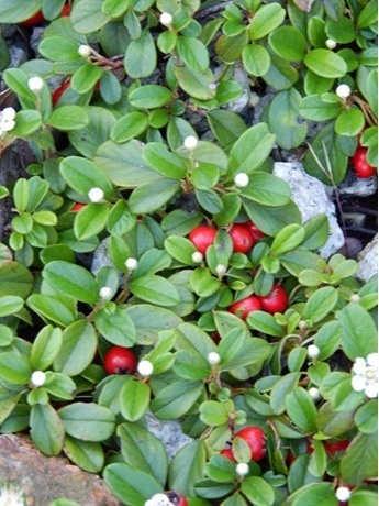 Irga dammera - Cotoneaster dammerii 'Major"
