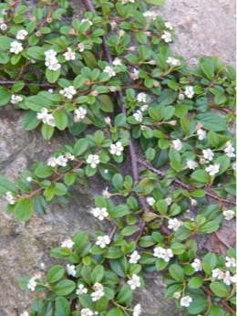 Irga dammera - Cotoneaster dammerii 'Major