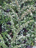 Irga dammera - Cotoneaster dammerii 'Major"