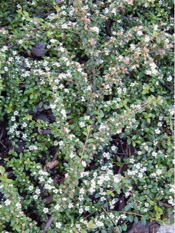 Irga dammera - Cotoneaster dammerii 'Major"