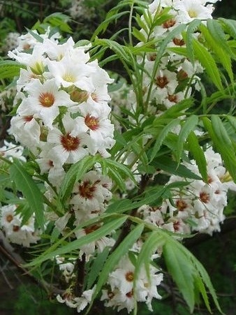 Kasztanek jarzębolistny Xanthoceras sorbifolium 2l