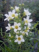 Kasztanek jarzębolistny Xanthoceras sorbifolium 2l