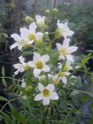 Kasztanek jarzębolistny Xanthoceras sorbifolium 2l