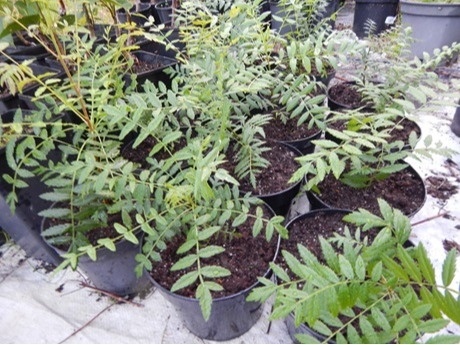 Kasztanek jarzębolistny Xanthoceras sorbifolium 2l