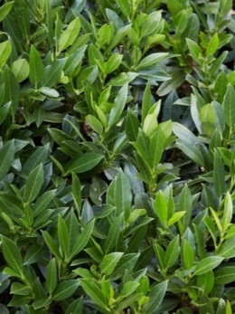 Laurowiśnia wschodnia 'Caucasica' w doniczce 2l