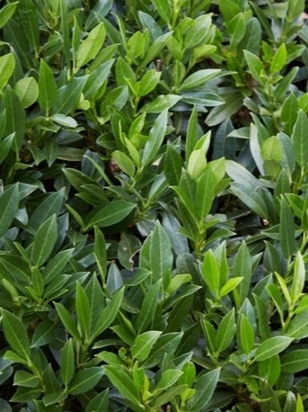Laurowiśnia wschodnia 'Caucasica' w doniczce 2l