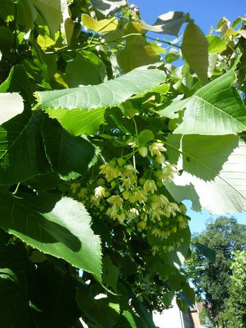 Lipa amerykańska 'Macrophylla' 100 -120cm