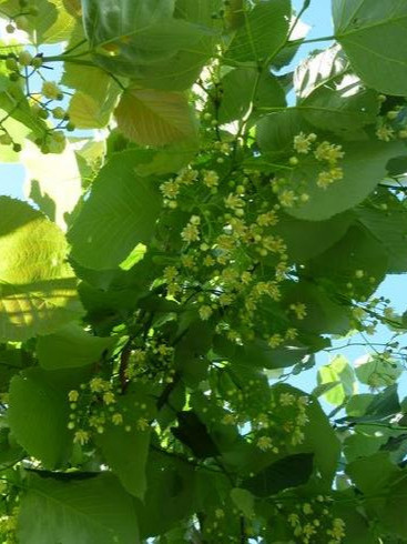 Lipa amerykańska 'Macrophylla' Lipa amerykańska 'Macrophylla'
