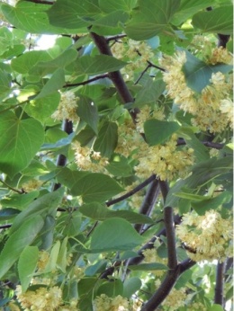 Lipa gwiaździsta t. stellata 70-90 cm