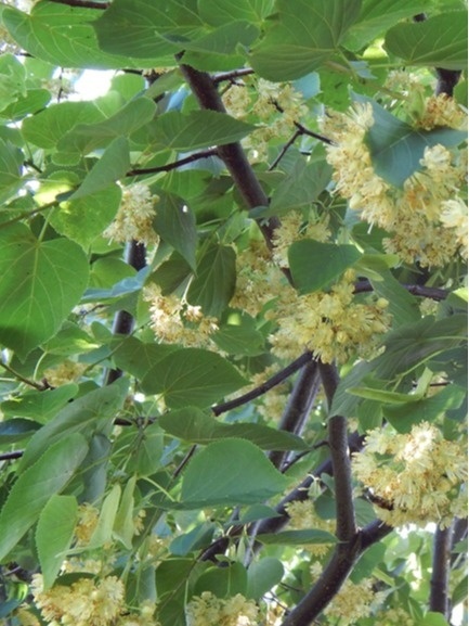 Lipa gwiaździsta t. stellata 70-90 cm