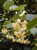 Lipa kwietna 170-180cm w donicach