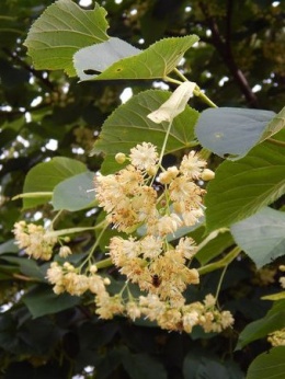 Lipa kwietna 170-180cm w donicach