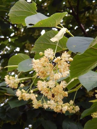 Lipa kwietna 170-180cm w donicach