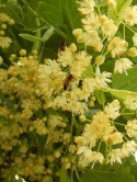 Lipa kwietna 170-180cm w donicach