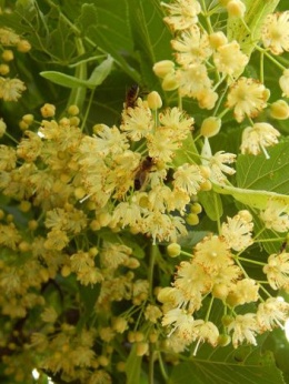 Lipa kwietna 170-180cm w donicach