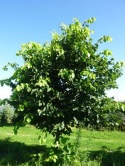 Lipa kwietna 170-180cm w donicach